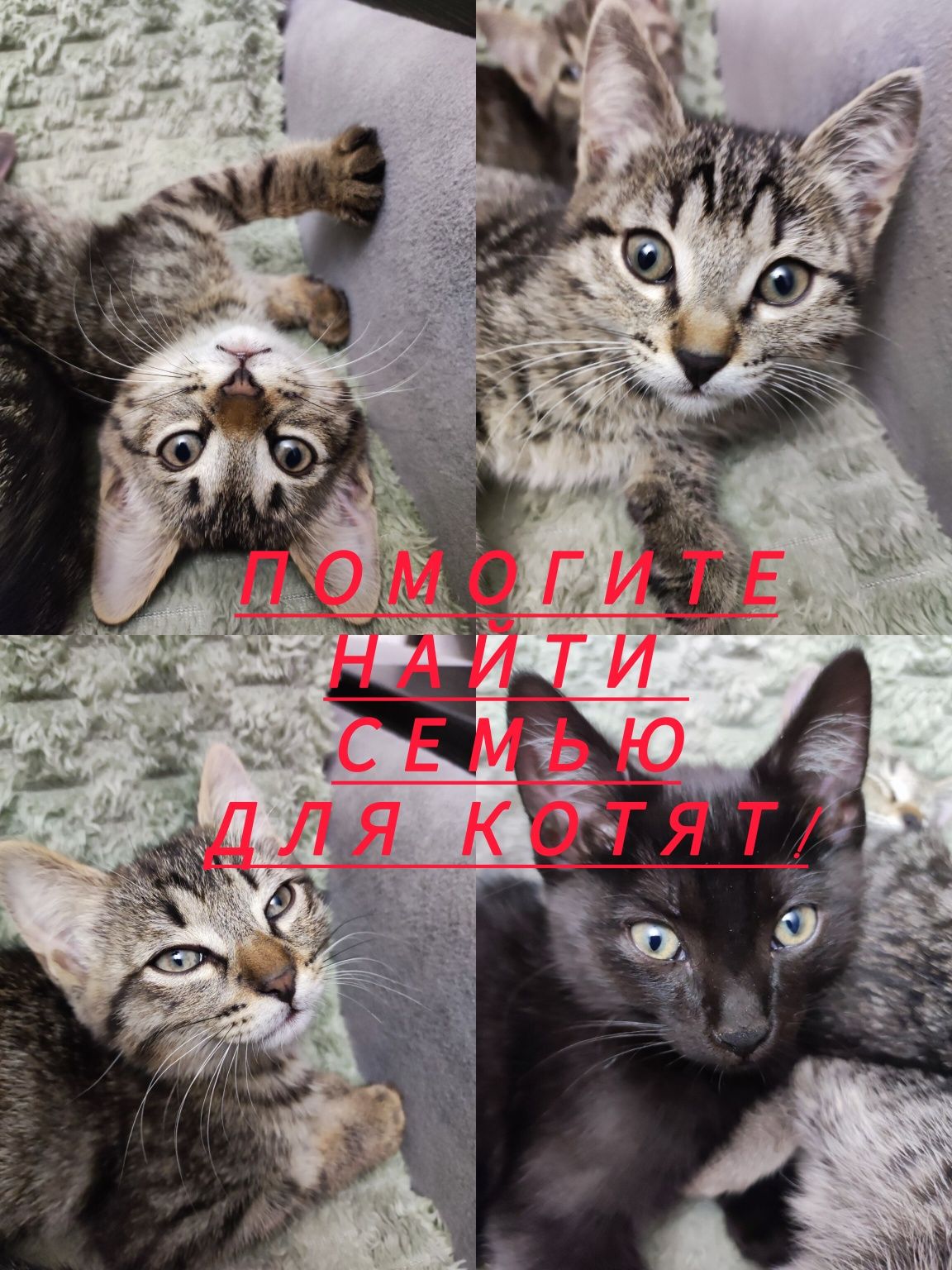 Отдам котят,в надёжные руки и доброе сердце!