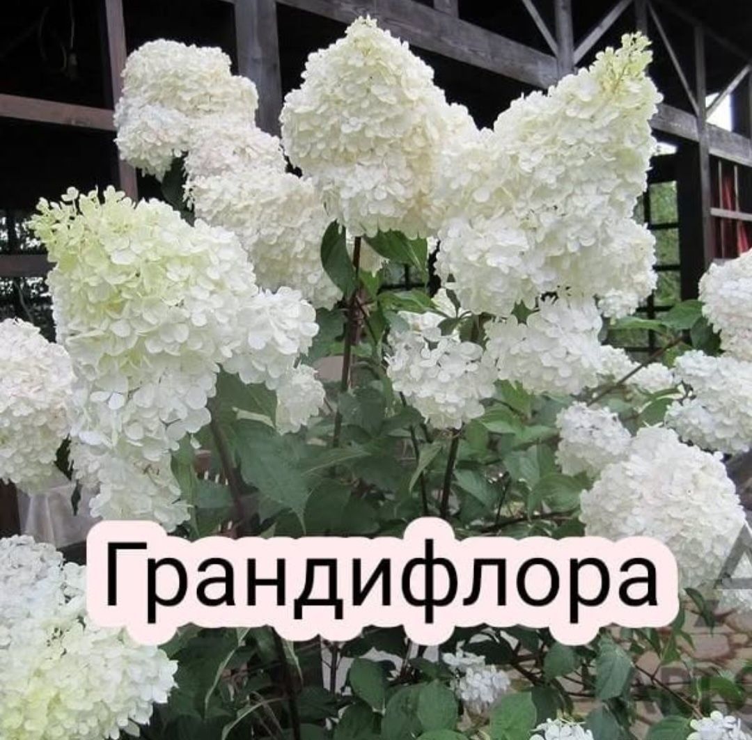 Гортензия Пинк Аннабель,Зелёный Мохито,Пандора,Грандифлора