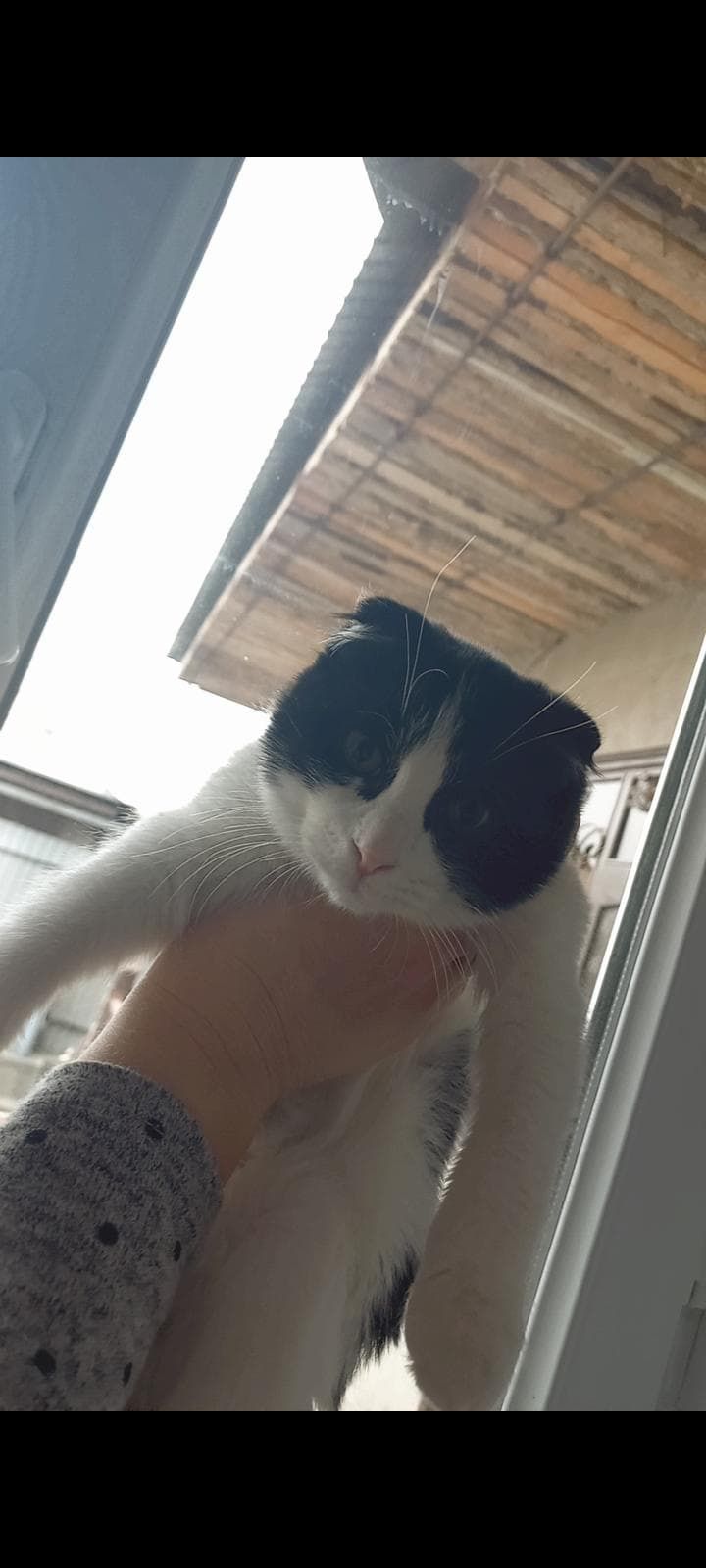Котёнок  4 мясечный ласковый домашний отдадим  хорошие рукий
