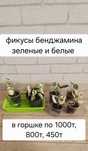 Продам фикусы бенджамина белые и зеленые