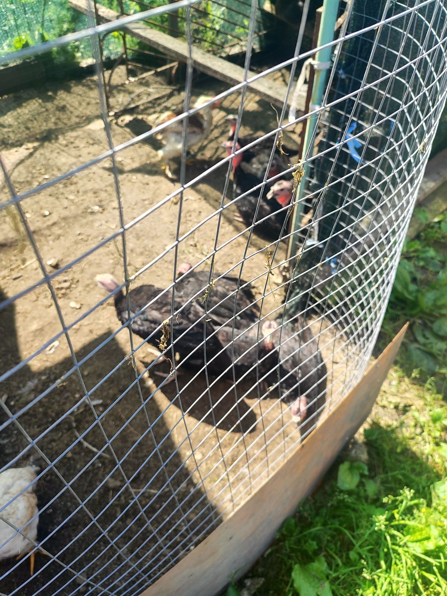 Продам индюшат,2.5 месецев.4.5 месецев.