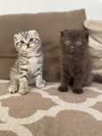 Котята вислоухие