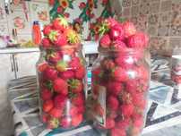 Продам клубнику