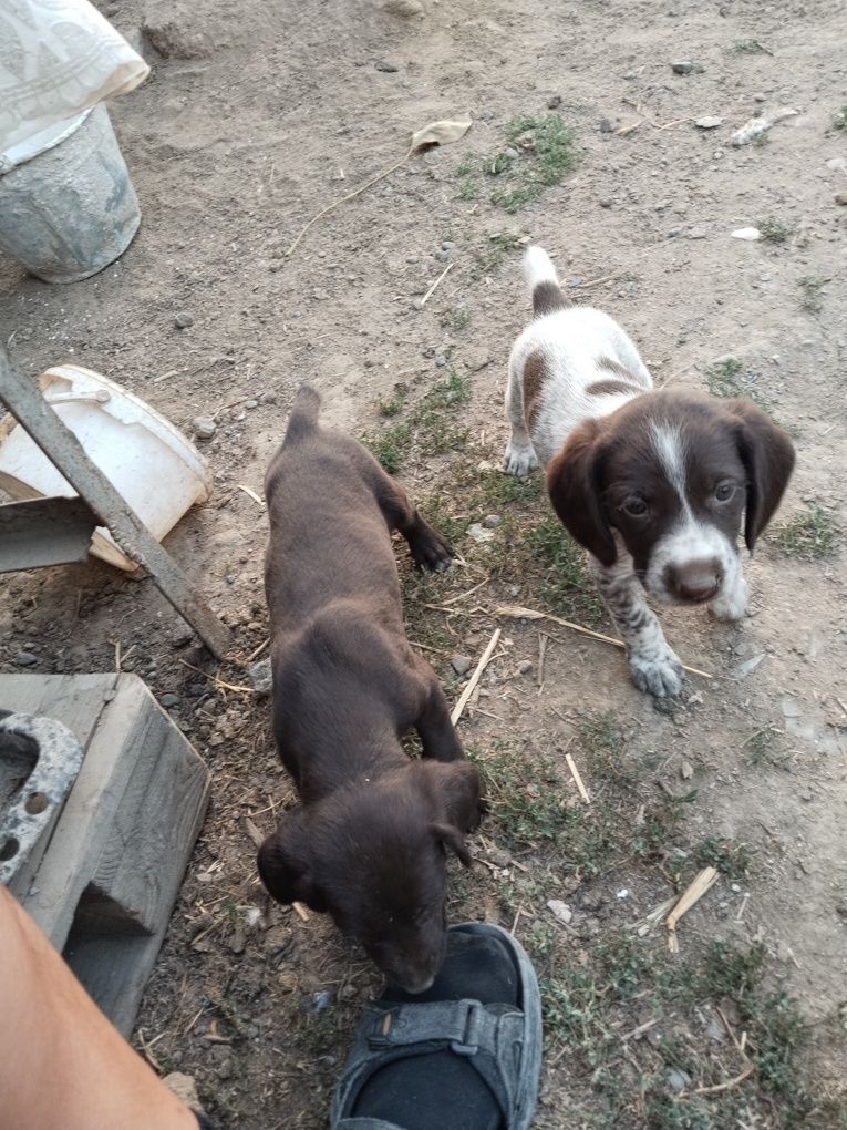 Продам Щенки Дартхаара