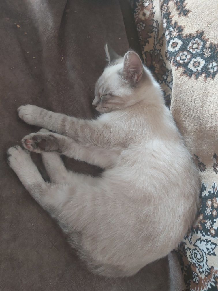 Котик в добрые руки