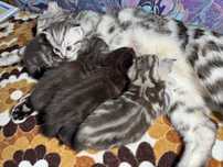 Шотландские чистокровные котята
