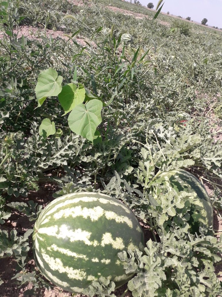 Продам арбузы с поля