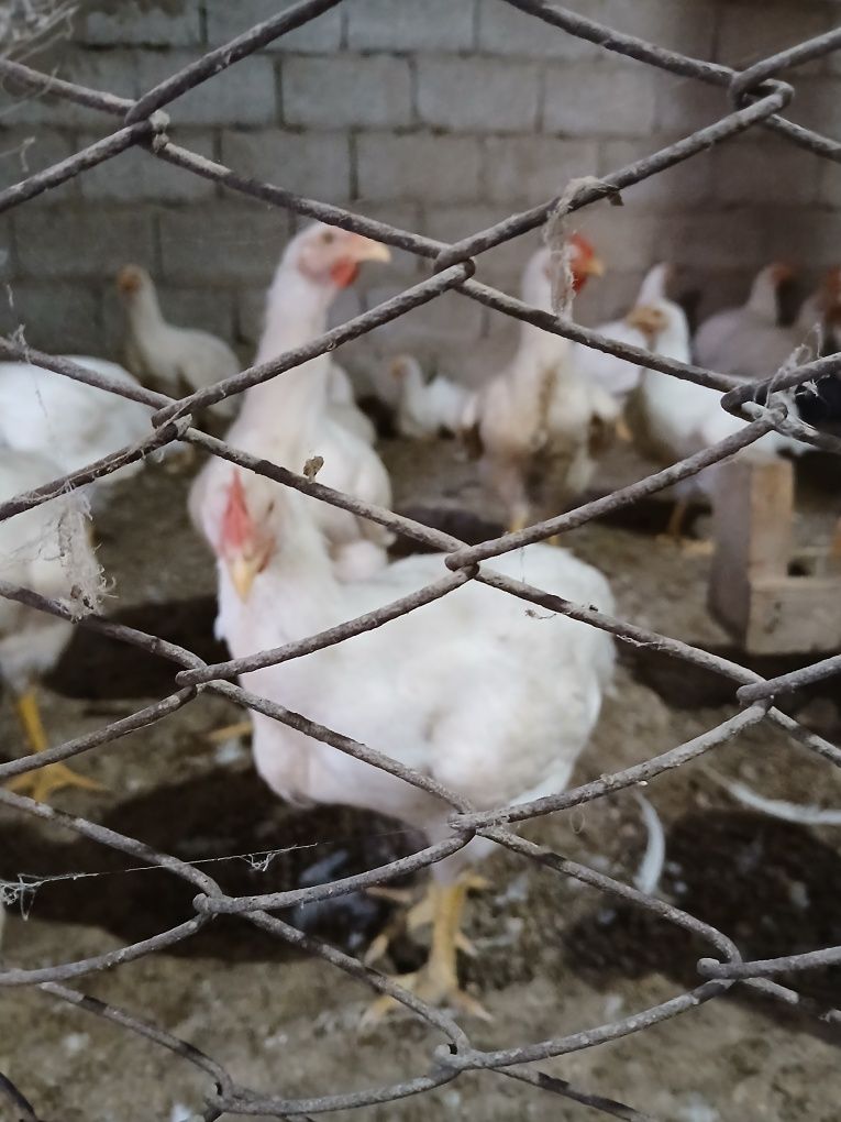 Продажа бройлеров