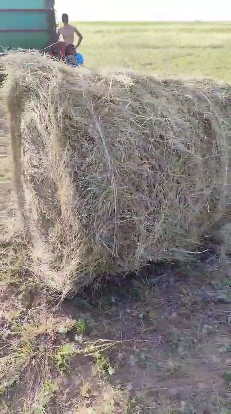 Шөп рулон житняк с доставкой