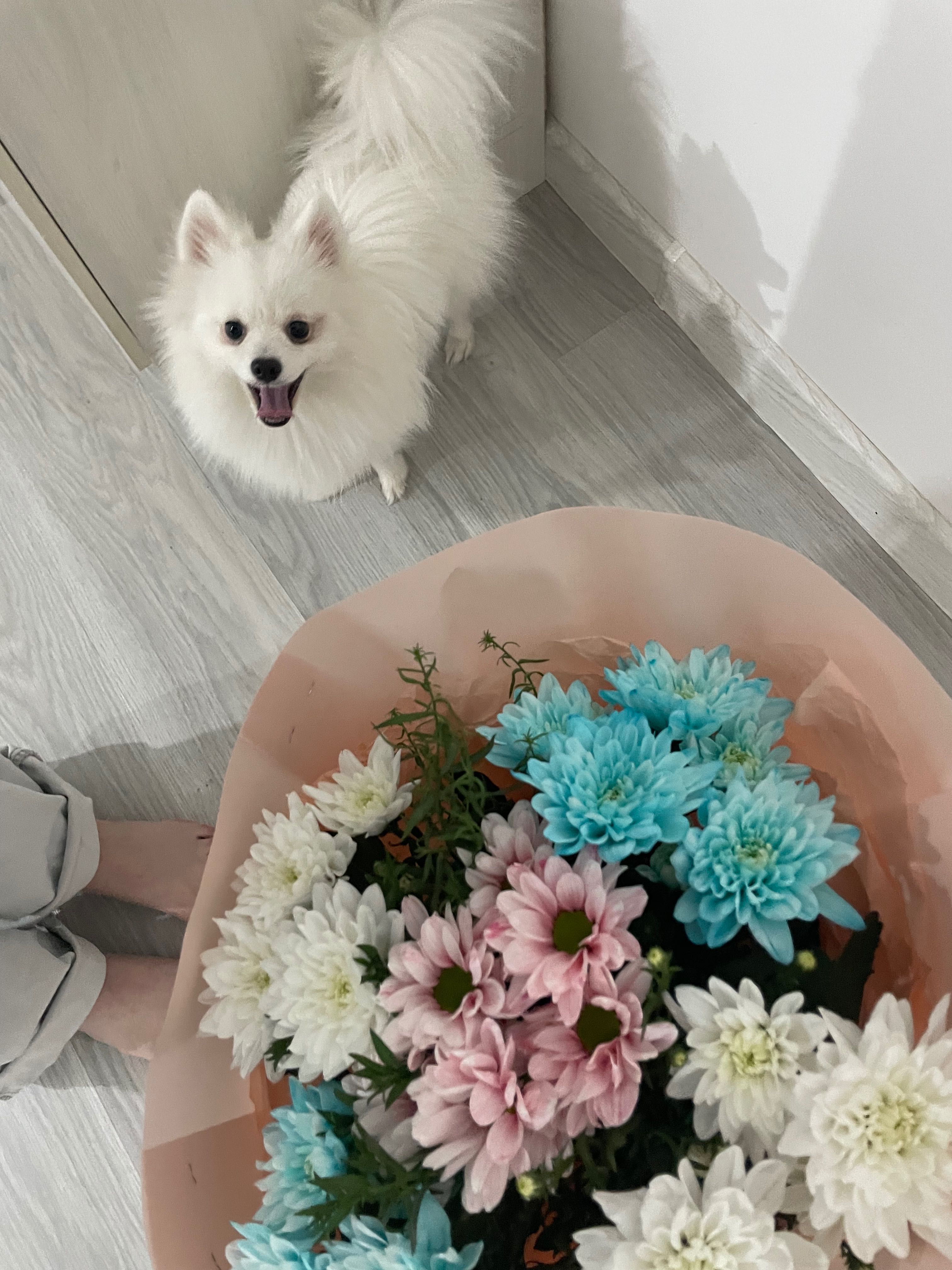 Продаётся Померанский шпиц кобель,1,5 года