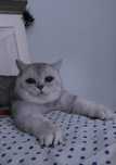 Вязка! Племенной кот. Шиншилла, Кот с опытом!Для прямоухих и вислоухих