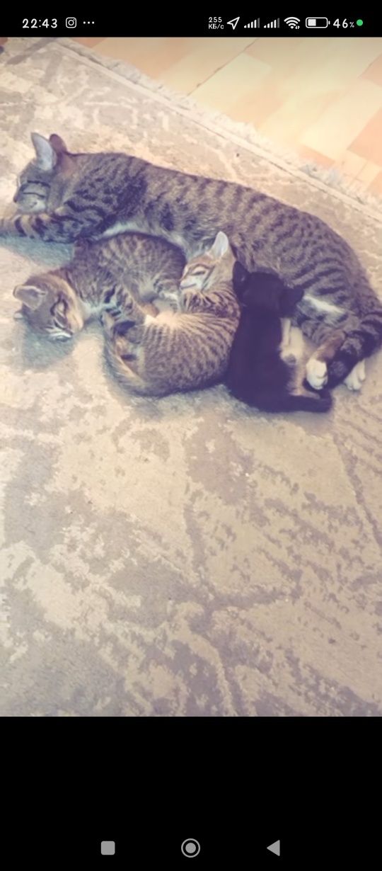 Отдам кошку с двумя котятами