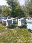 Срочно продам пчелосемьй!