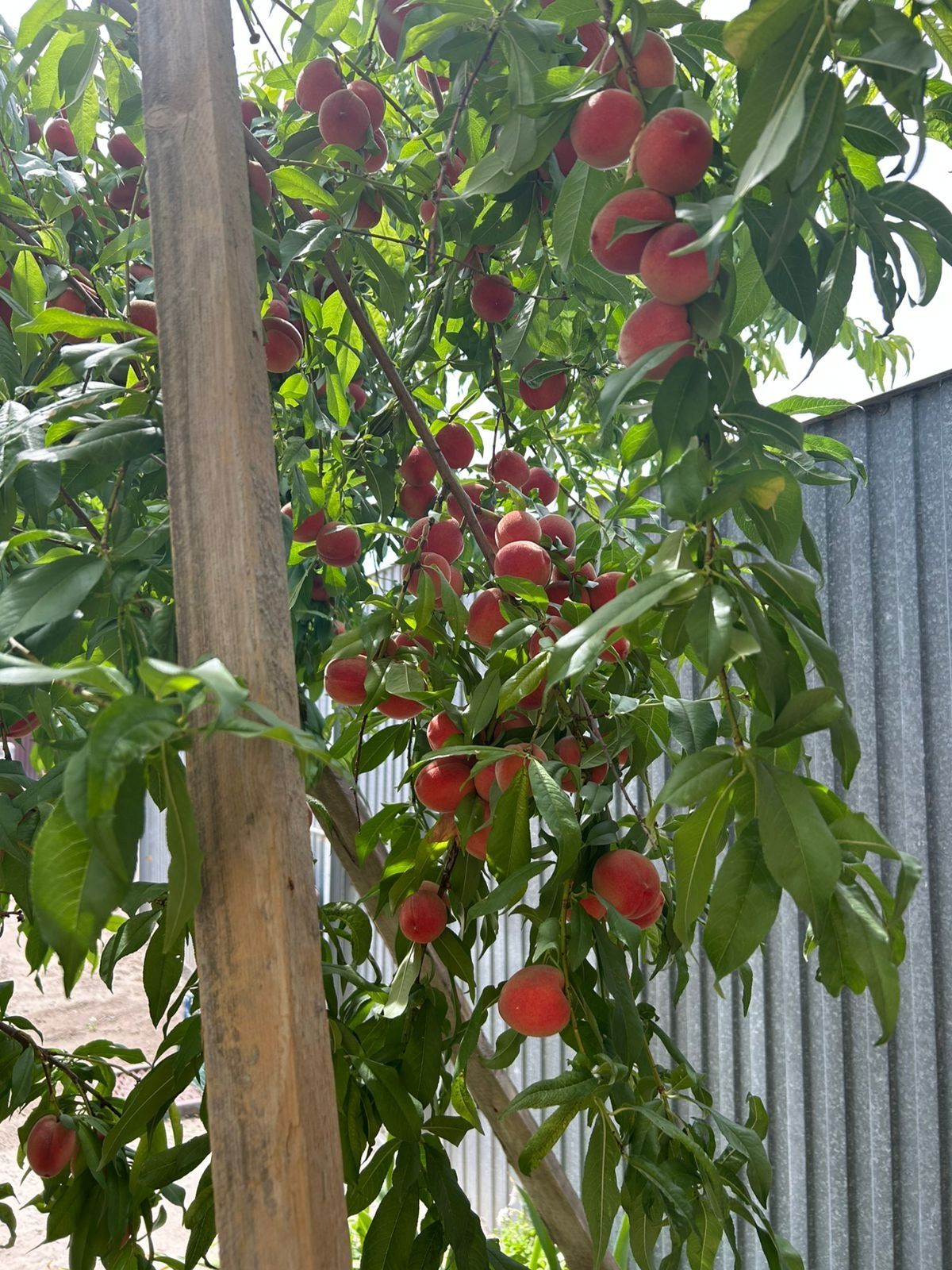 Продам персики мохнатые