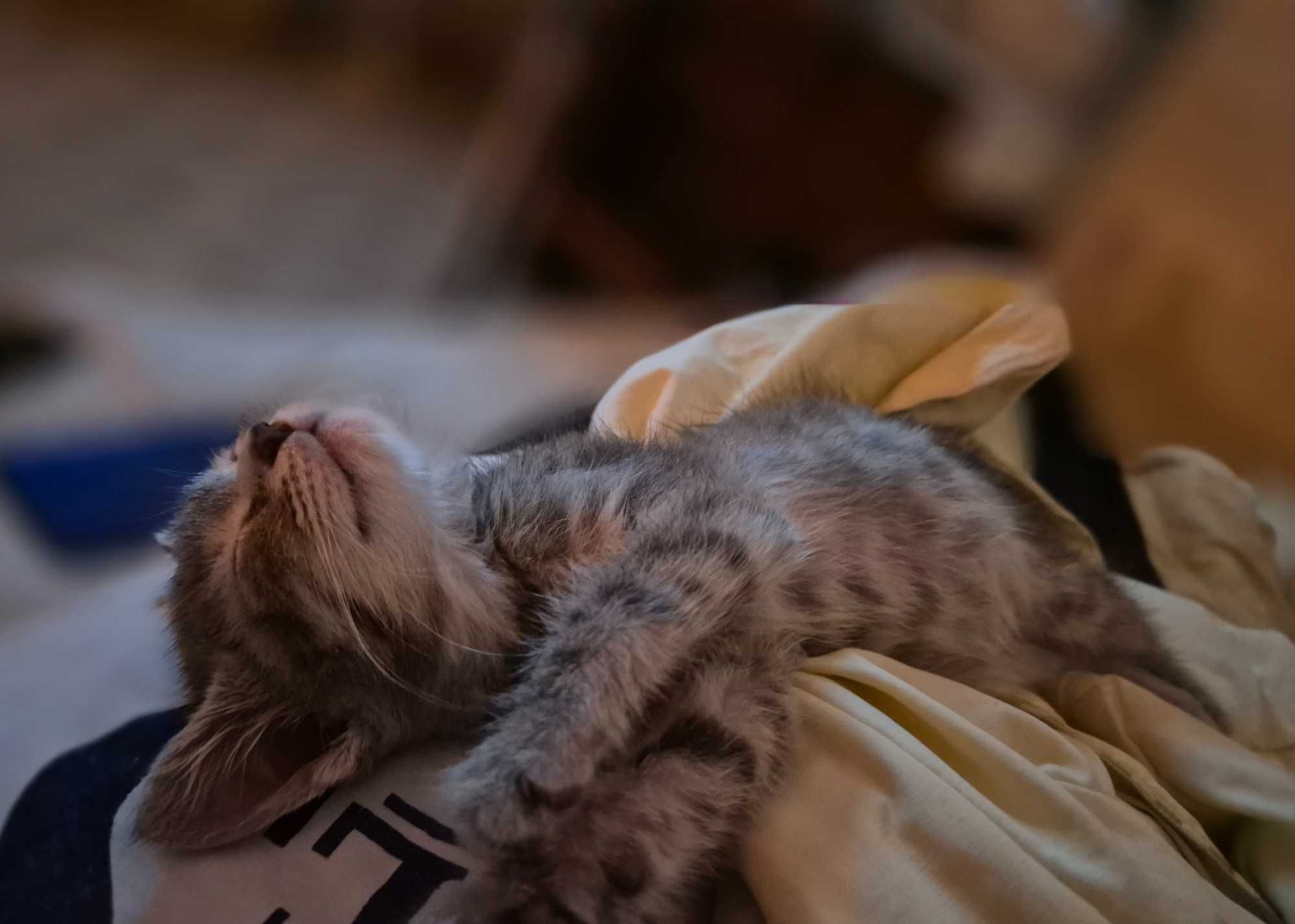 Котенок. Игривая девочка . Ей 2.5 месяца . Умненькая . Окрас табби