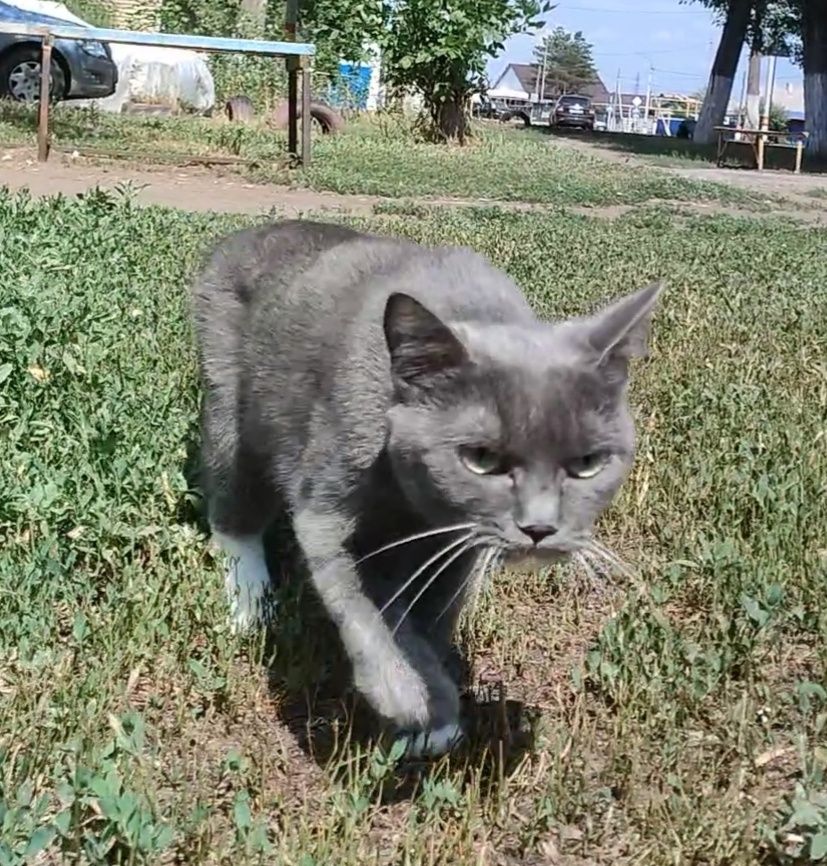 Кошка, стерилизованная, домашняя, преданная