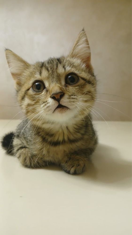Котята отдам в добрые руки!!!