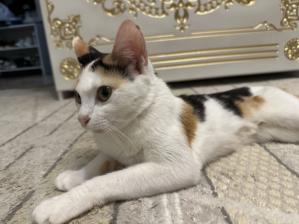 Кошка кот котонок
