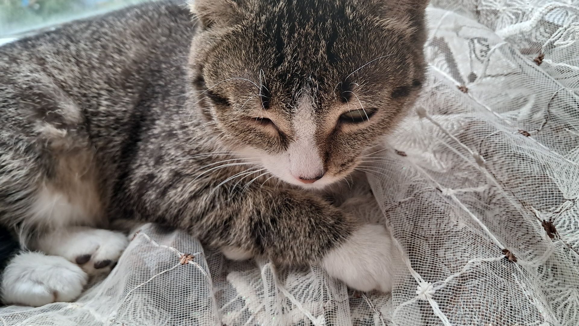 Пропала Кошка ищю