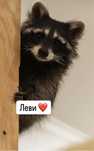 Продам енота-полоскуна
