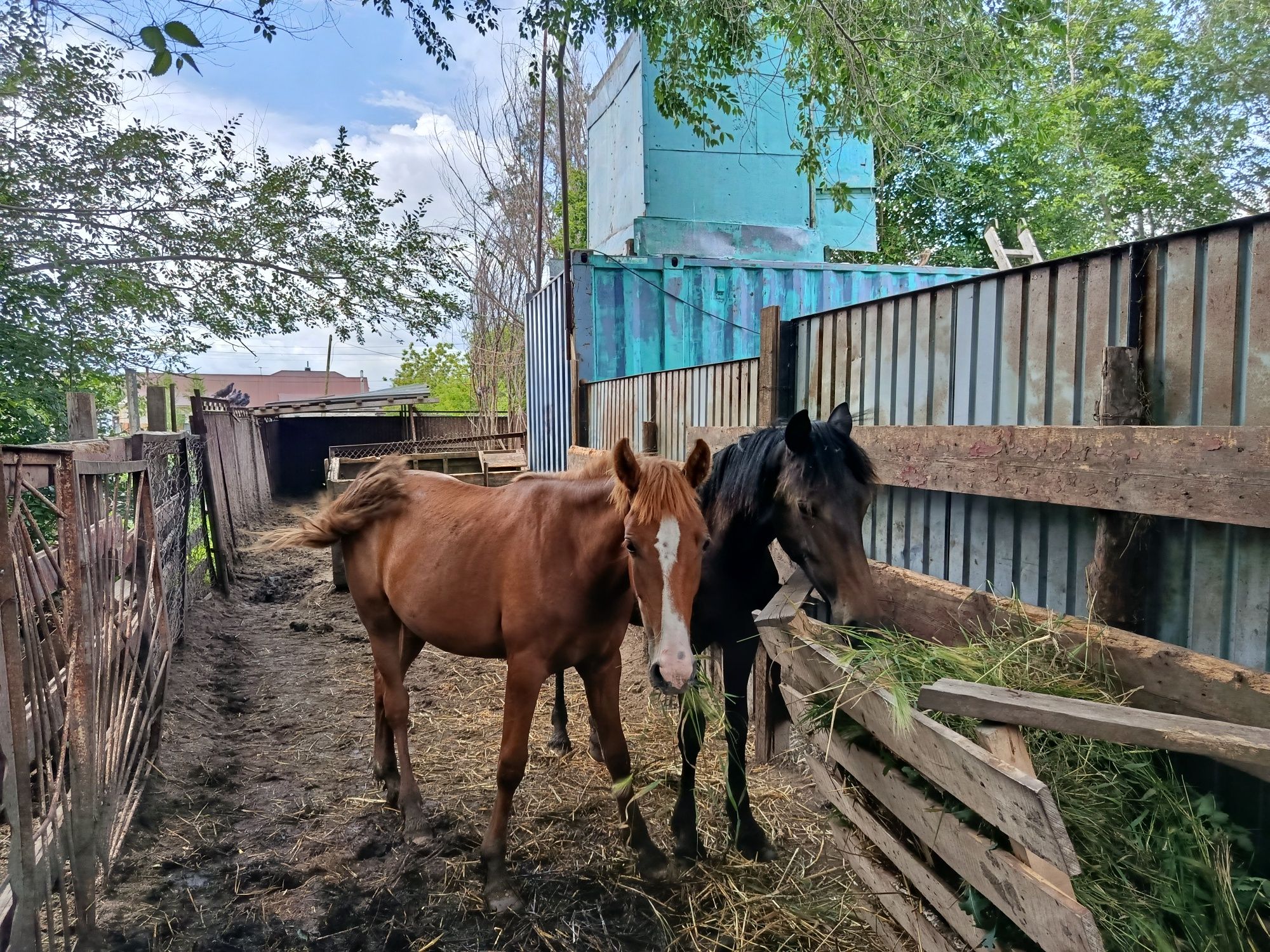 Продам тайлар на откорме