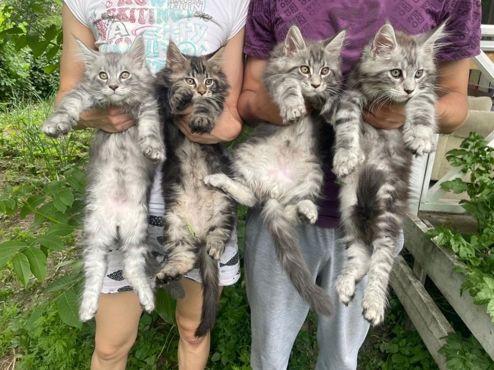 Кот породы Мейн-Кун.Вязка.
