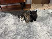 Отдам котят бесплатно