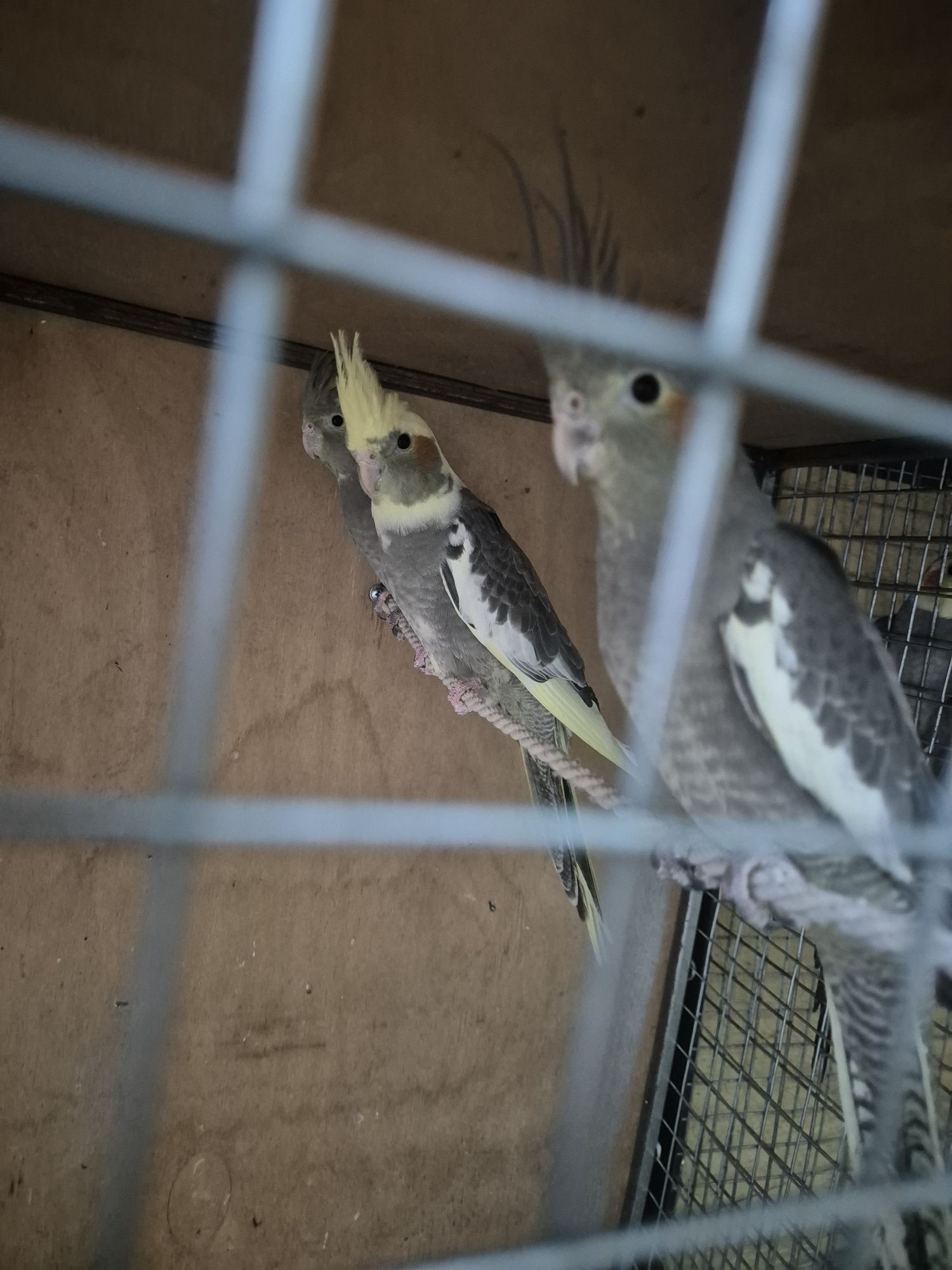 Кореллы птенцы 2 месяца
