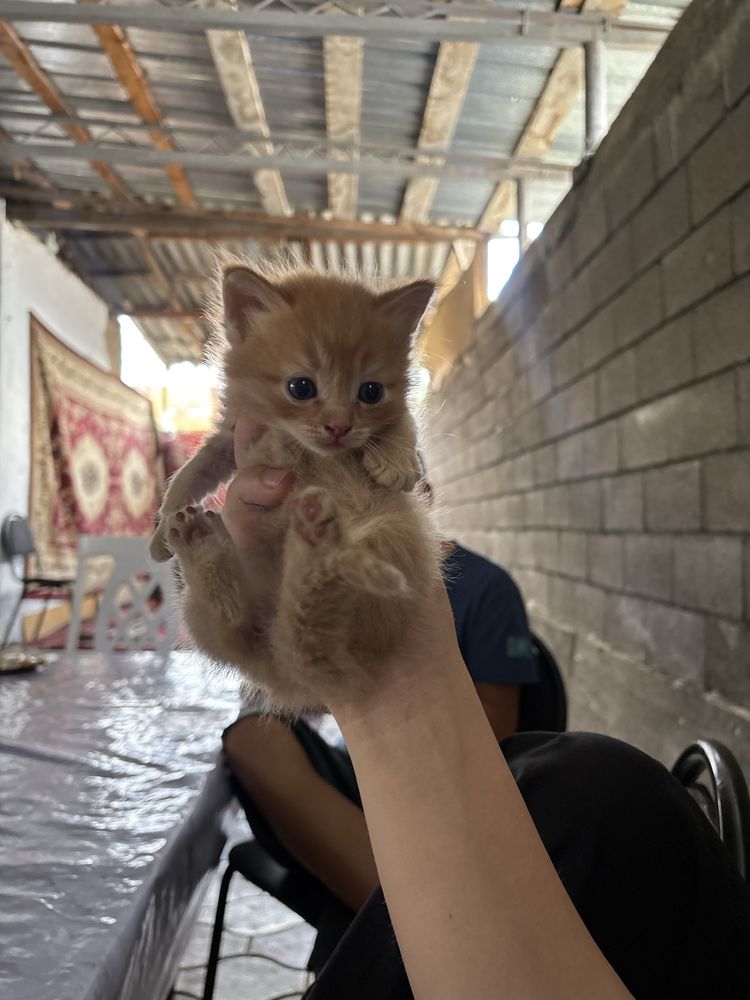 Кошка новорожденная