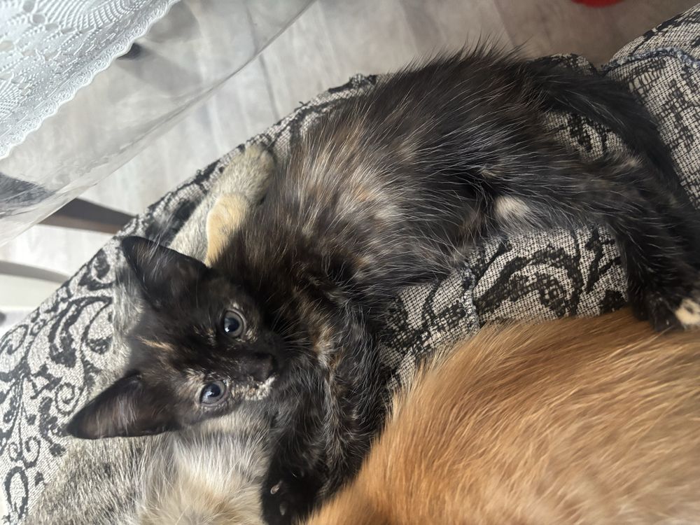 Котятки в добрые руки