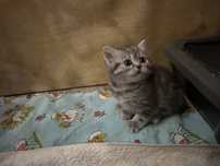 шотландские котята