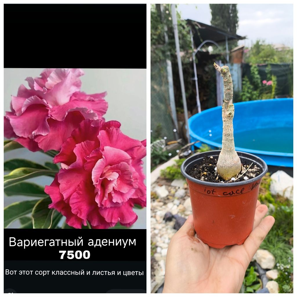 Адениумы привитые сортовые. Адениум