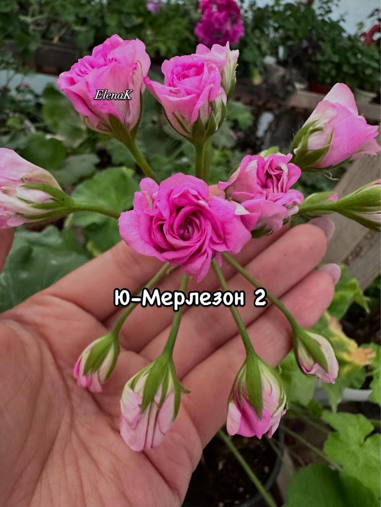 Пеларгонии сортовые коллекционные