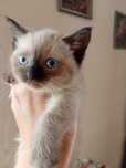 Продам сиамских котят