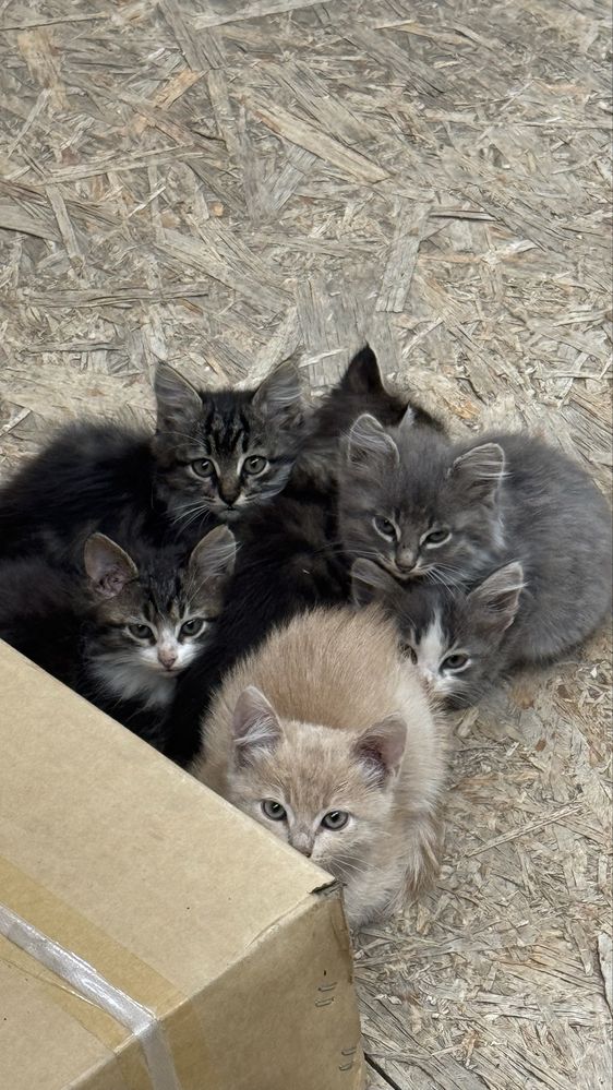 Отдам котят даром , в добрые руки