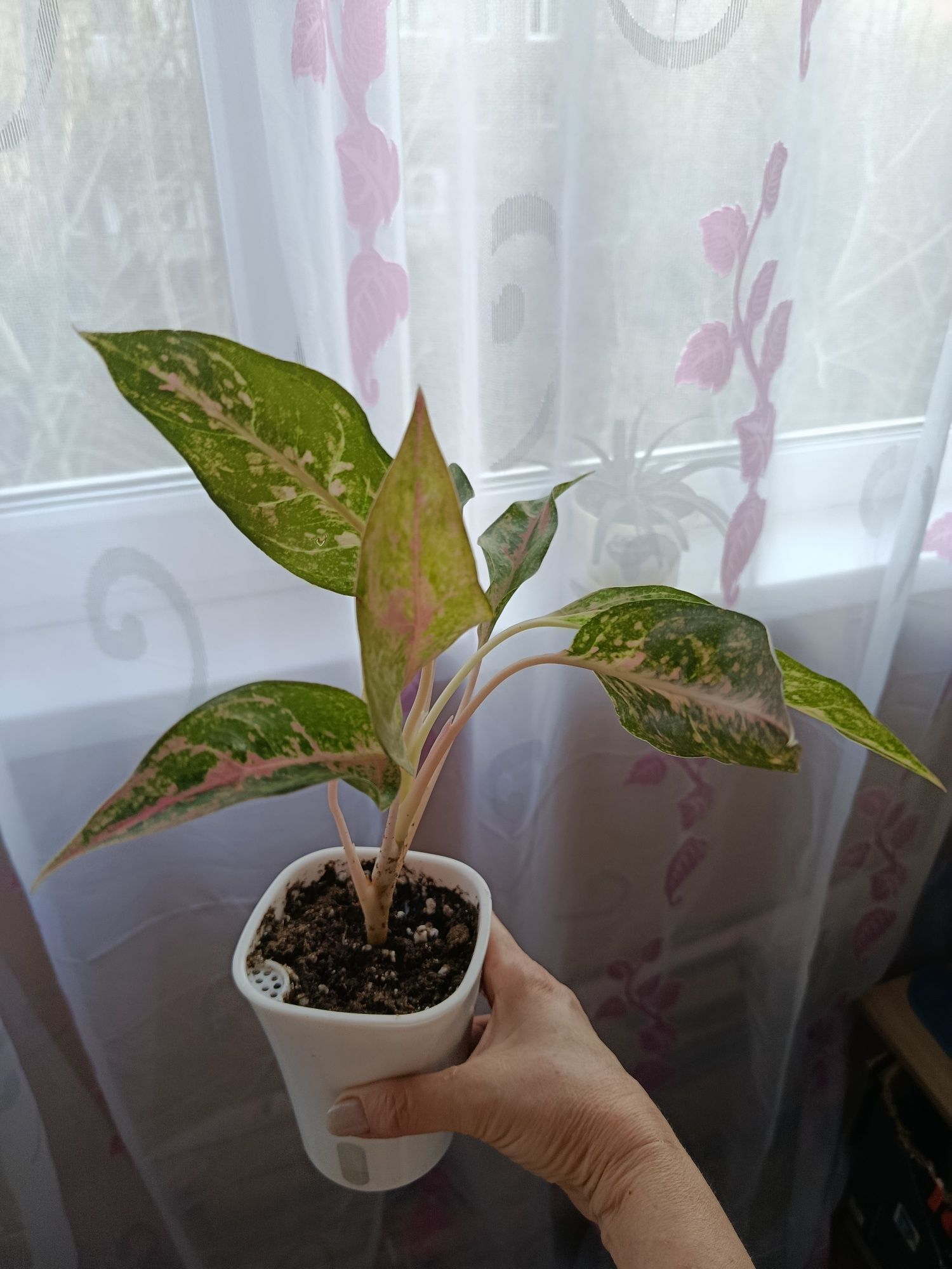 Продам комнатные цветы разные