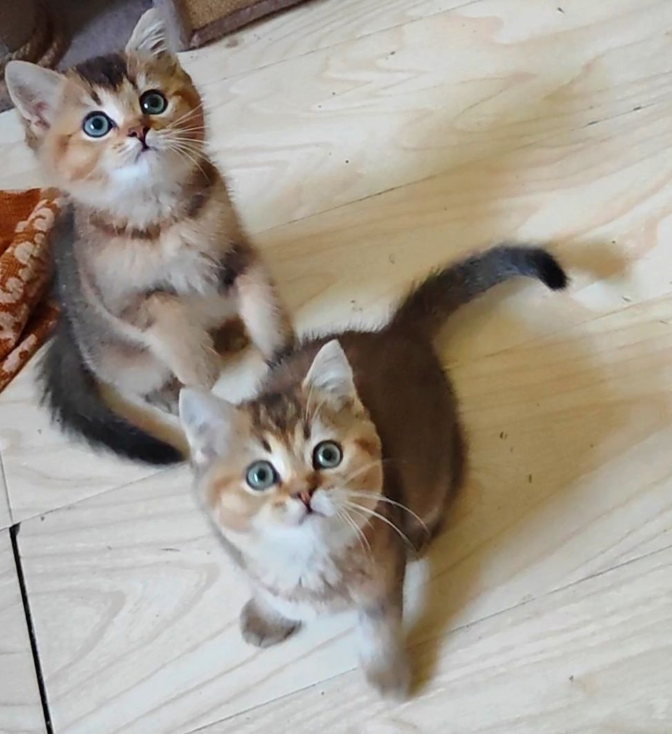 Золотые шиншилловые котята шотландцы