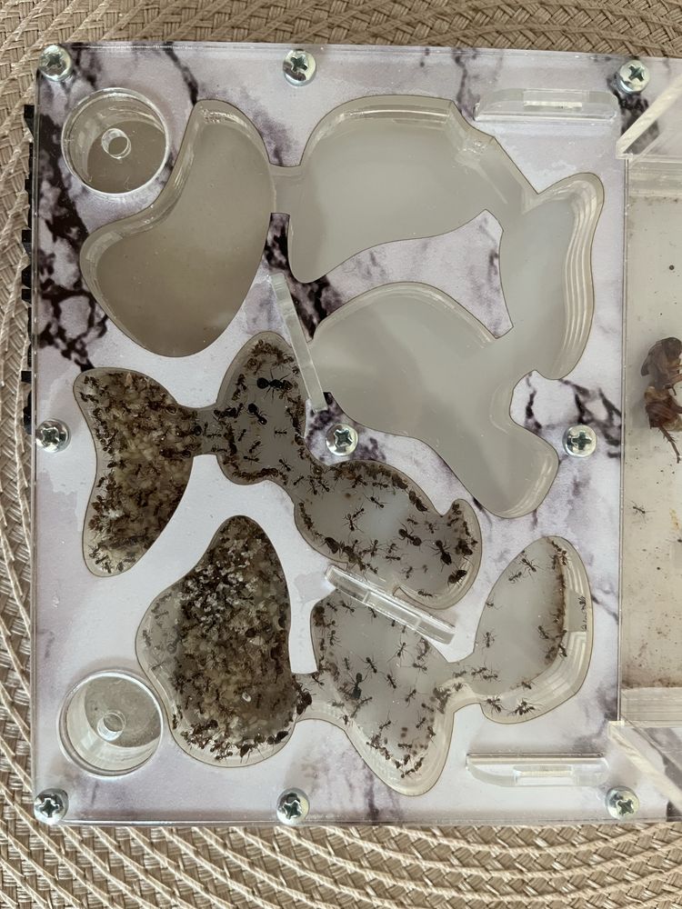 Продам колонию Pheidole noda