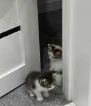 Отдаю котенка даром