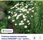 Саженцы клубники в Косшы