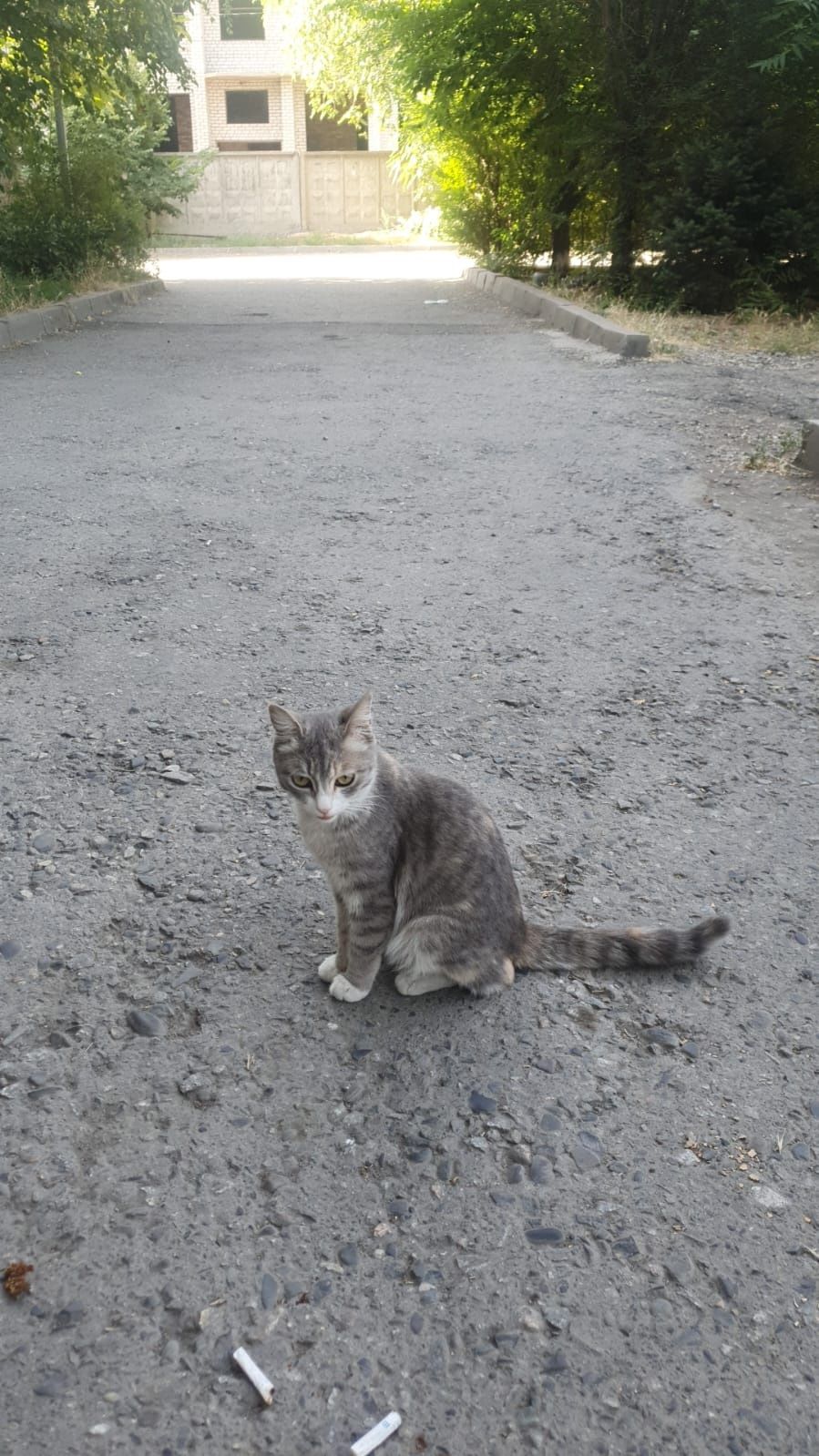 Отдам срочно кота ловит мышей