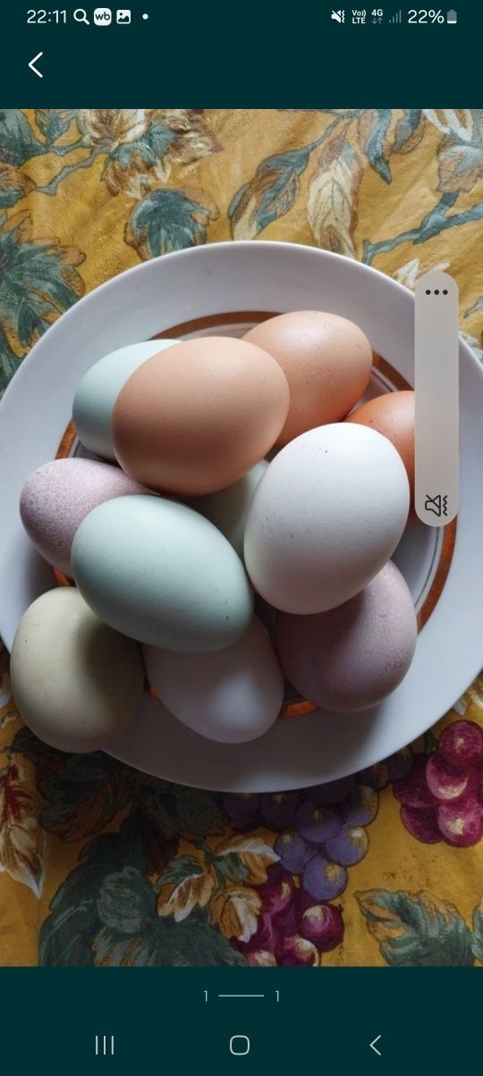 Продам  яйца домашние.
