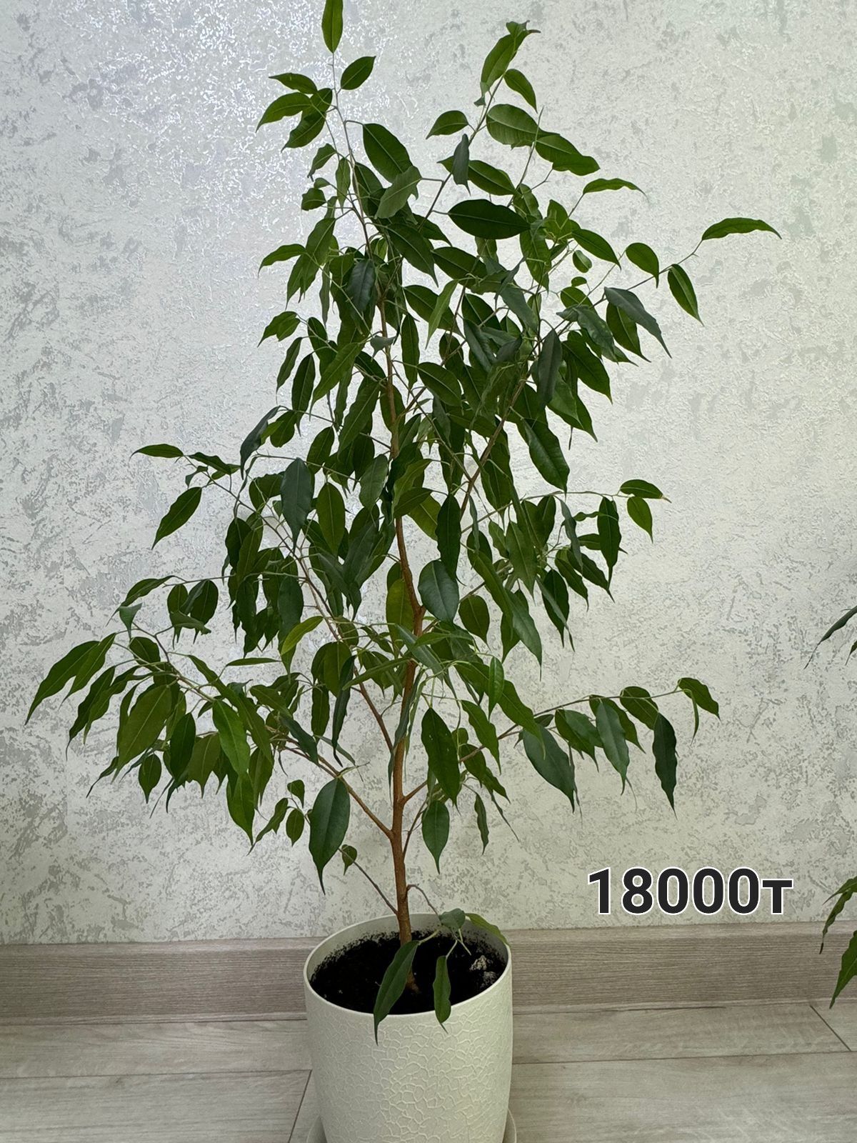 Продам цветы денежные дерева, фикус и т.д.