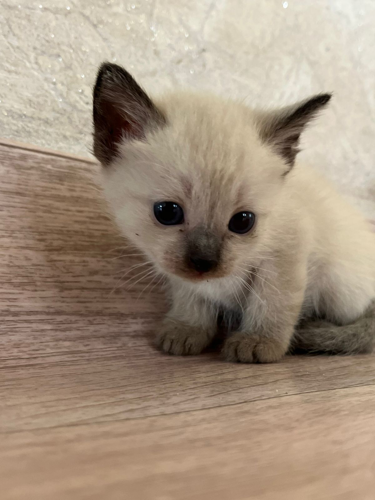 Ищут дом ласковые котята!
