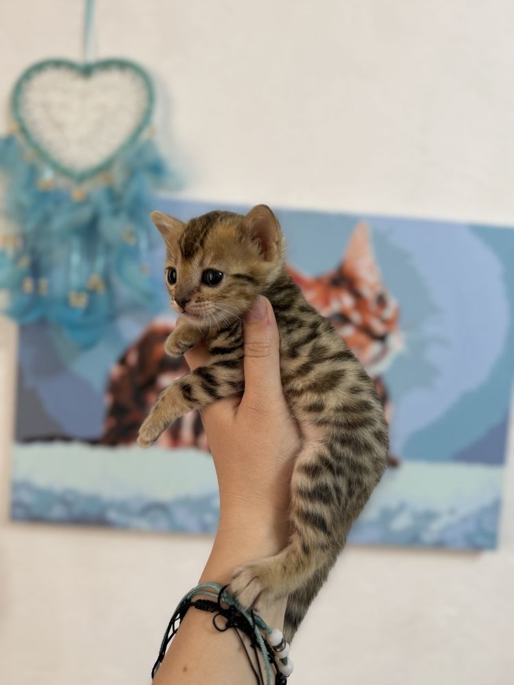 Продаются котята, бенгальские