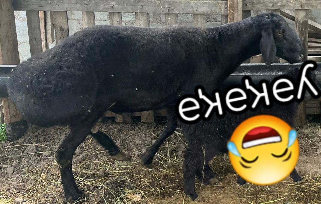 Кошкар баран кой жирный семиз