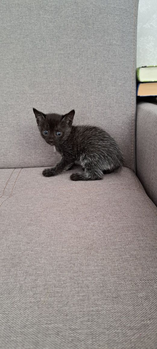 Отдам котят  бесплатно