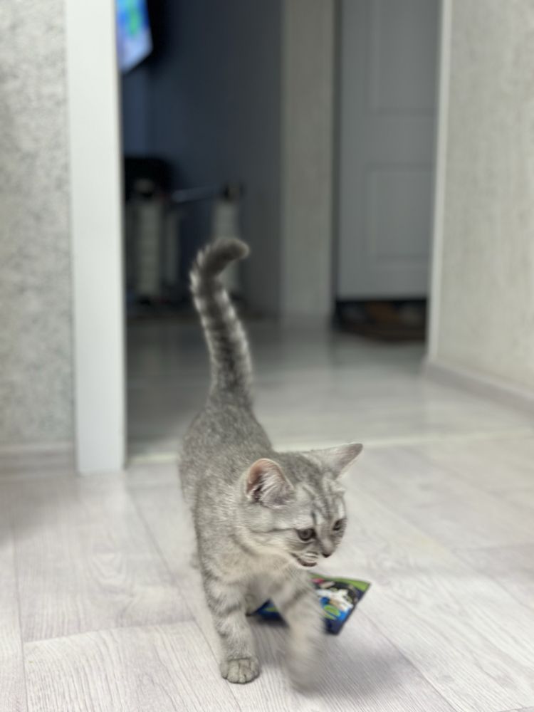 Продается породистый котёнок