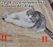 Потерялся кот в Районе БЕСАГАШ