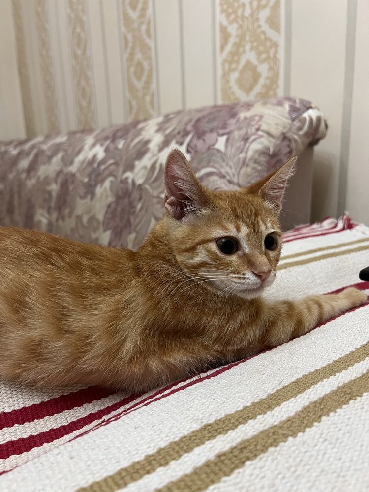 Рыжий котенок девочка в добрые руки